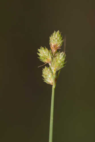 Carex vexans #1
